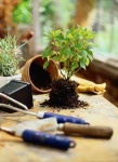 image of pot