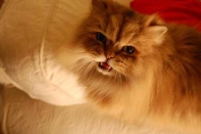 image of animal
