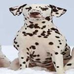 image of animal