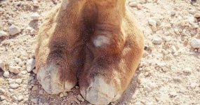 image of animal