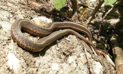 image of garter_snake