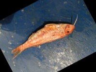 image of red_mullet #9