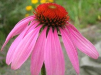 image of flower