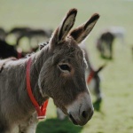 image of donkey #7