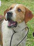 image of english_foxhound