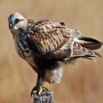 image of bird