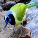 image of green_jay #25