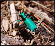 image of tiger_beetle #10