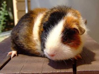image of guinea_pig