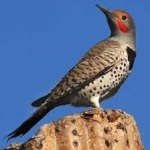image of bird