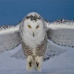 image of bird