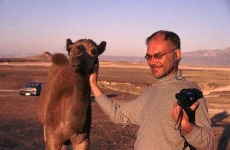 image of arabian_camel