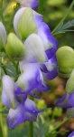 image of flower