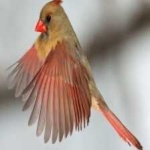 image of bird