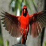 image of bird
