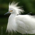 image of bird