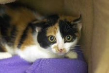 image of feral_cats