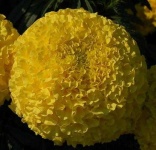image of flower