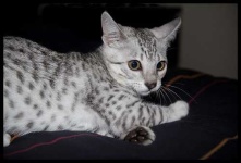 image of egyptian_cat