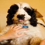 image of animal