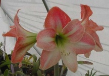 image of flower