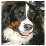 image of animal