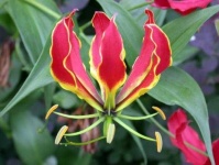 image of flower