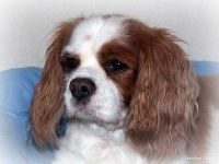 image of blenheim_spaniel