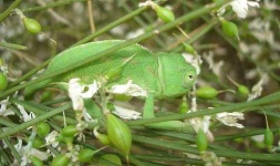 image of african_chameleon