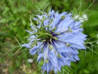 image of flower