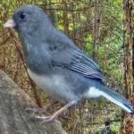 image of bird