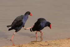 image of european_gallinule #6