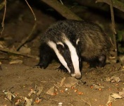 image of badger