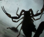 image of scorpion