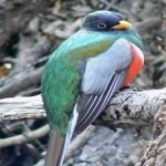 image of bird