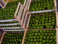 image of fig