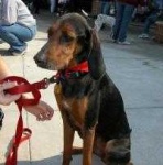 image of black_and_tan_coonhound #23