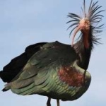 image of northern_bald_ibis #21