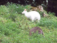 image of wallaby