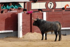 image of animal