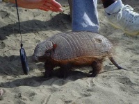 image of armadillo