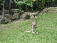 image of wallaby