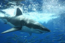 image of great_white_shark
