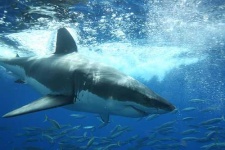 image of great_white_shark #5