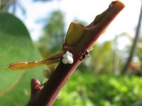 image of ant