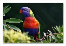 image of lorikeet