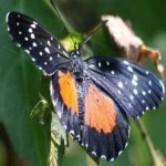 image of animal