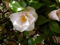 image of flower