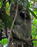 image of three_toed_sloth
