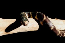 image of king_snake